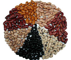 Coloured Beans /  , 